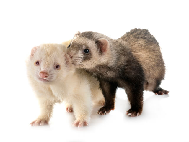 【獣医師監修】フェレットの平均寿命は短い?長生きする飼育方法も紹介!のサムネイル画像